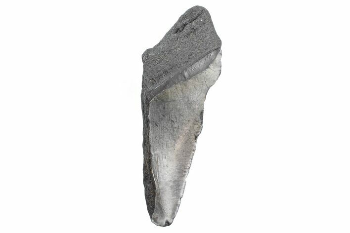 Partial Fossil Megalodon Tooth - South Carolina #362524